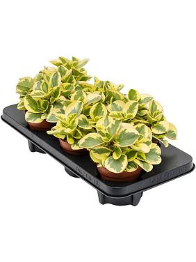 Пеперомия Туполистная Обтипан Биколор Пеперомия Туполистная Обтипан Биколор