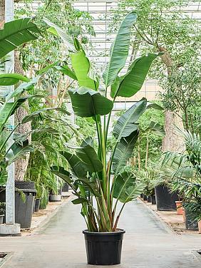 Стрелиция Николая Стрелиция Николая