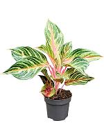 Аглаонема Дримкетчер H35 D12 см