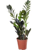 Замиокулькас Равен черный H50 D14 см