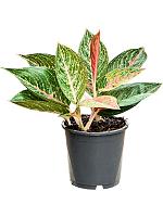 Аглаонема Старшайн H30 D13 см