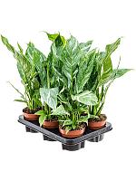 Спатифиллум Даймонд H40 D12 см