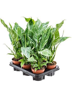 Спатифиллум Даймонд Спатифиллум Даймонд