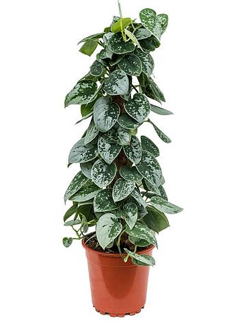 Сциндапсус Пиктус Сильвер Энн на опоре Сциндапсус Пиктус Сильвер Энн на опоре