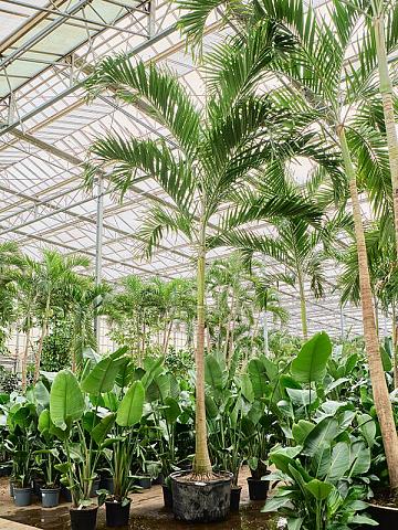 Вейтчия Мерилли (Адонидия)