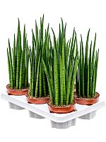 Сансевиерия Цилиндрика Микадо H40 D12 см