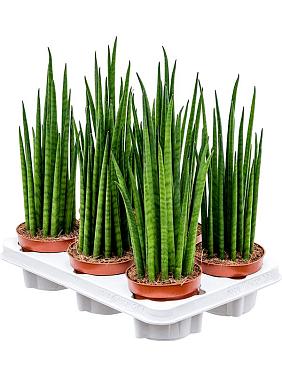 Сансевиерия Цилиндрика Микадо