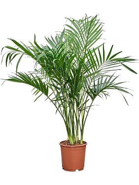 Хамедорея каскадная Cтелла