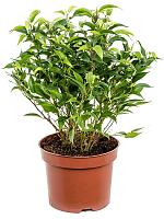 Фикус Бенджамина Наташа H30 D12 см