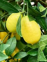 Цитрус Лаймкват H150 D38 см