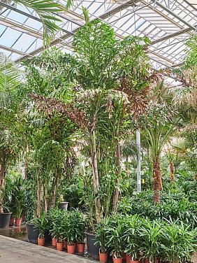 Кариота Митис мягкая Кариота Митис мягкая