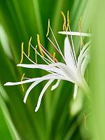 Кринум азиатский H180 D60 см