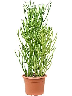 Молочай Тирукалли Молочай Тирукалли