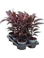 Кордилина Фрутикоза Мамбо H40 D12 см