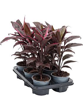 Кордилина Фрутикоза Мамбо Кордилина Фрутикоза Мамбо