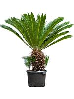 Цикас Революта H130 D45 см