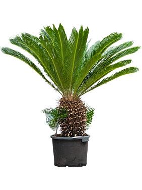 Цикас Революта