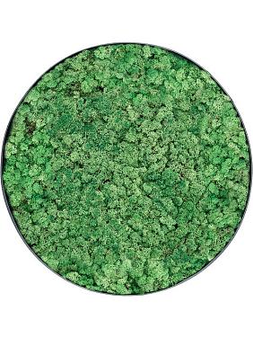 Картина из мха nova frame anthracite-concrete 100% reindeer (grass green) Картина из мха nova frame anthracite-concrete 100% reindeer (grass green)