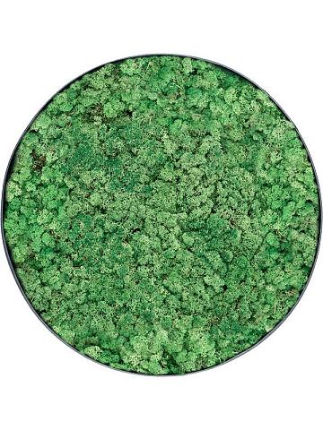 Картина из мха nova frame anthracite-concrete 100% reindeer (grass green) Картина из мха nova frame anthracite-concrete 100% reindeer (grass green)