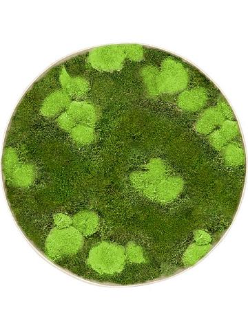 Картина из мха nova frame antique white-concrete 30% ball- and 70% flat moss