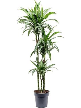 Драцена Фрагранс Улисес 3 ствола Драцена Фрагранс Улисес 3 ствола