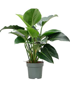 Филодендрон Грин Бьюти Филодендрон Грин Бьюти