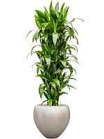 Драцена Фрагранс Джанет Крейг разветвленная H140 D30 см