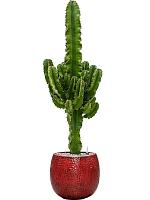 Молочай Эритрейский (Эуфорбия Эритрея) H80 D19 см