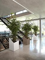 Драцена Суркулоза Годсефа H180 D30 см