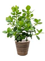 Кашпо Drypot rattan stripe round grey D38.5 H36 см