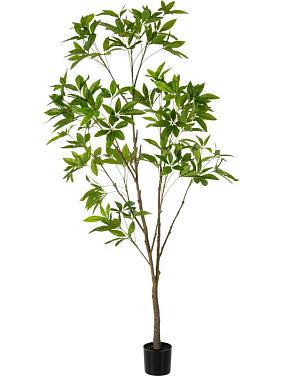 Пахира Акватика искусственная Пахира Акватика искусственная