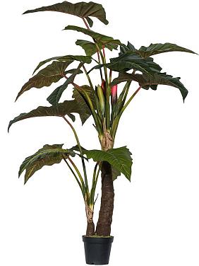 Алоказия искусственная Алоказия искусственная