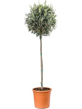 Оливковое дерево (Олива европейская)