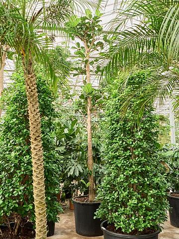 Фикус Лирата