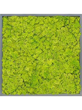 Картина из мха mdf ral 7016 satin gloss 100% reindeer moss (spring green) Картина из мха mdf ral 7016 satin gloss 100% reindeer moss (spring green)
