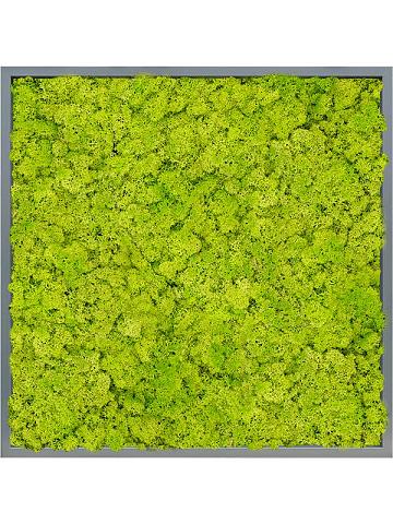 Картина из мха mdf ral 7016 satin gloss 100% reindeer moss (spring green) Картина из мха mdf ral 7016 satin gloss 100% reindeer moss (spring green)