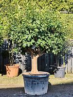 Лимонное дерево H240 D75 см