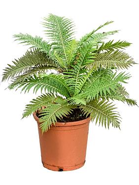 Блехнум Гиббум горбатый