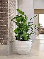 Стрелиция Николая H170 D40 см