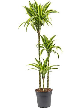 Драцена Фрагранс Лемон Лайм 3 ствола Драцена Фрагранс Лемон Лайм 3 ствола