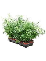 Аспарагус серповидный Фалькатус H35 D12 см