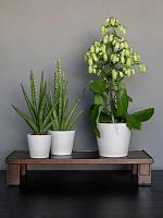 Кашпо Ceramic inez s funghi beige D13 H11 см