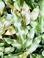 Даваллия пятилистная H25 D12 см