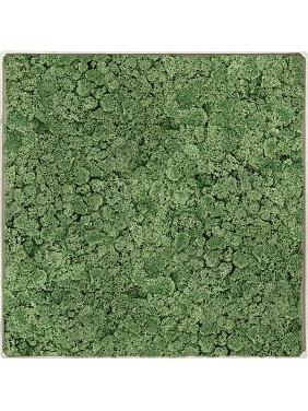 Картина из мха nova frame antique white-concrete 100% reindeer moss (moss green)