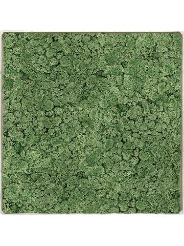Картина из мха nova frame antique white-concrete 100% reindeer moss (moss green) Картина из мха nova frame antique white-concrete 100% reindeer moss (moss green)