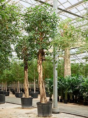 Фикус Рубигиноза Австралийский