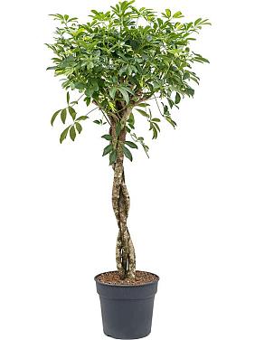 Шеффлера Голд Капелла переплетенная Шеффлера Голд Капелла переплетенная