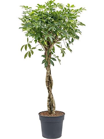 Шеффлера Голд Капелла переплетенная Шеффлера Голд Капелла переплетенная