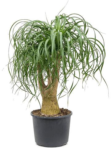 Нолина (Бокарнея отогнутая) разветвленная Нолина (Бокарнея отогнутая) разветвленная