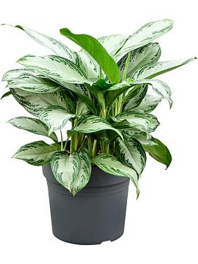 Аглаонема Сильвер Бей Аглаонема Сильвер Бей
